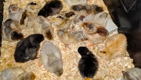 Mutual Benefits for Children and Chickens Image